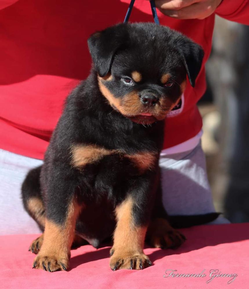 Mambo de knuevehispania | Rottweiler 