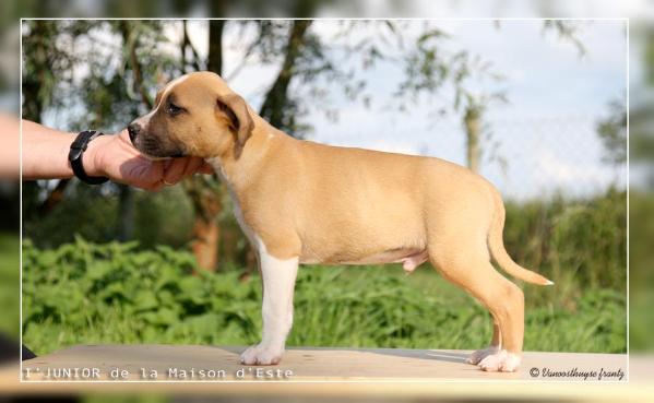 I'JUNIOR de la Maison d'Este | American Staffordshire Terrier 