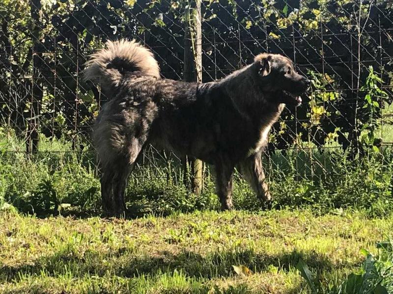 Karabah Királya Larsz | Caucasian Mountain Dog 