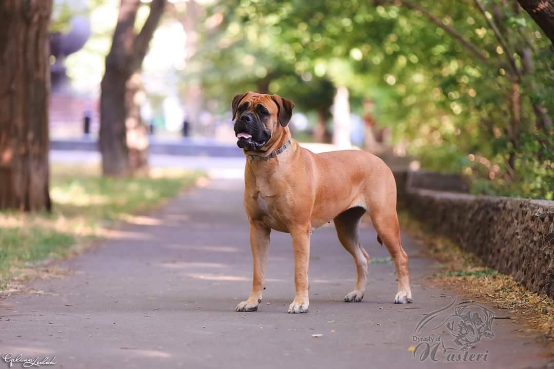 Apophe'oz Nicole | Bullmastiff 