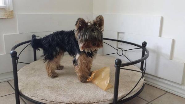 Angel Clare's Love vom Mozers Schafer | Yorkshire Terrier 