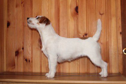 Anemona Favorite Varmint | Jack Russell Terrier 