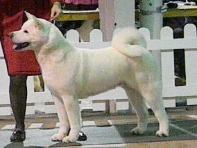 Fullmoon's Shooting Star | Akita 