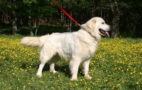 Riverbend's Aspen | Golden Retriever 