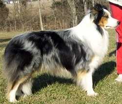 Sporting Field Coat Of Many Colors | Border Collie 