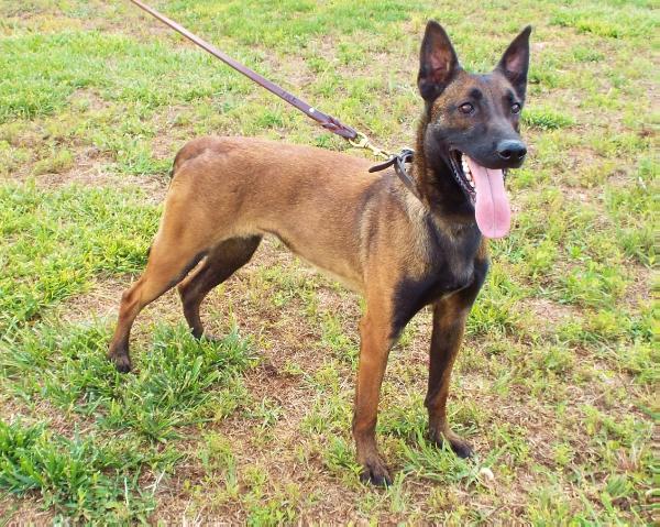 Kimber Von Quinn | Belgian Malinois 