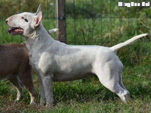 FIONA Bule z Buzy | Bull Terrier 