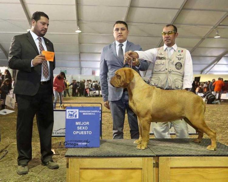 DAYRA DE LOS MIRMIDONES MARQUEZ | Dogue de Bordeaux 
