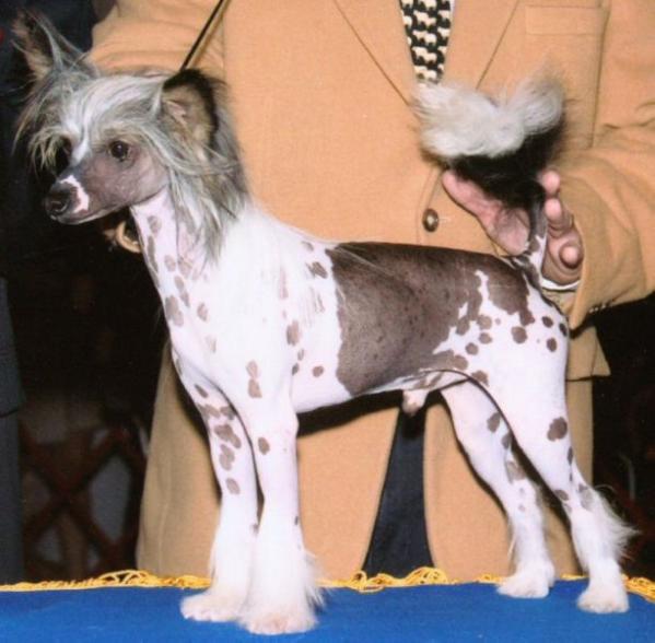 Shumllea Dash N' Desire | Chinese Crested 