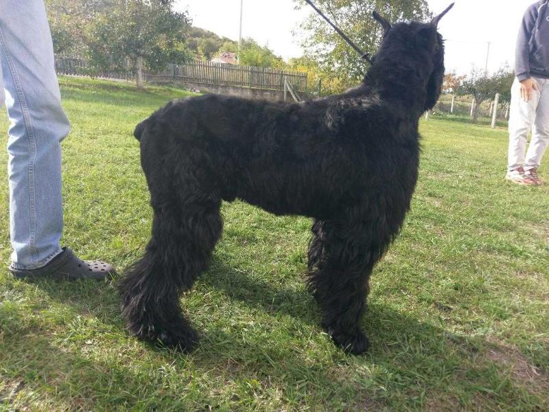 Grom Black Bearded Beauties | Giant Schnauzer 