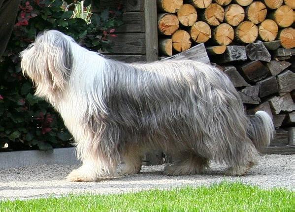 Honeytaste Drop Dead Beautiful | Bearded Collie 