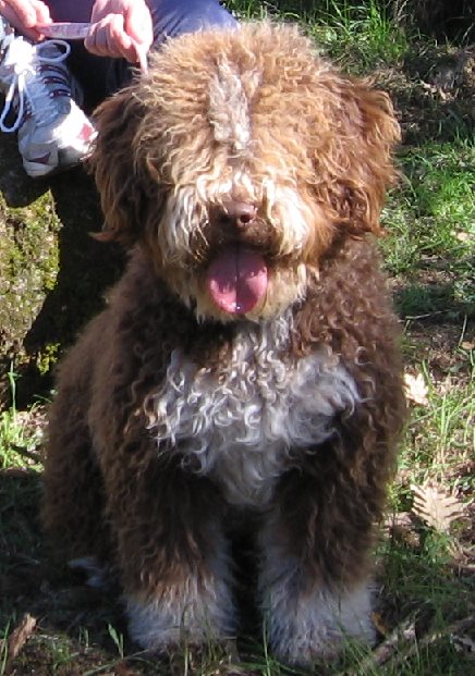 Milka | Spanish Water Dog 