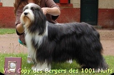 View copy des bergers des mille et une nuits | Bearded Collie 