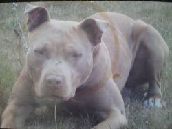 Rimenes Tino | American Pit Bull Terrier 
