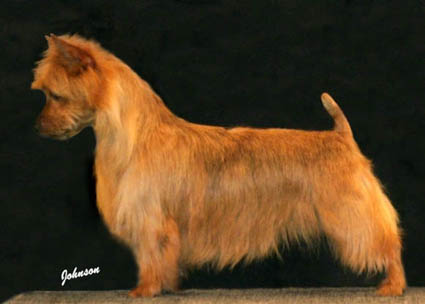 Millvalley Styled In Red Forsilhill | Australian Terrier 