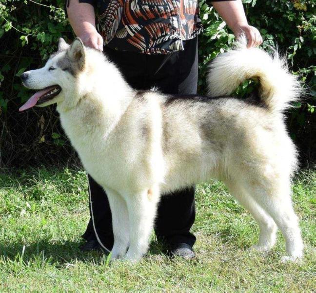 IHANA AURINKO Huk Amarok | Alaskan Malamute 