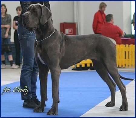 VALKIRIA DELLA BAIA AZZURRA | Great Dane 