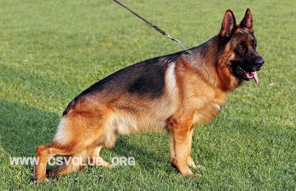 Elch von YuLangBan | German Shepherd Dog 