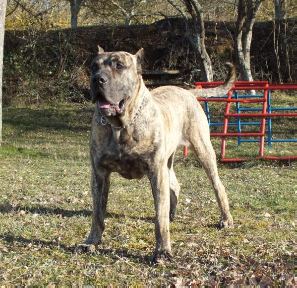 Astor de Naraclan | Perro de Presa Canario 