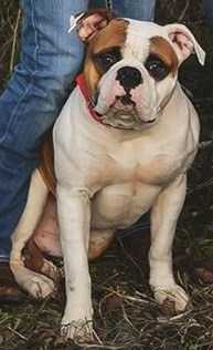 BuffaloCreek's/Pack's Jake | Olde English Bulldogge 