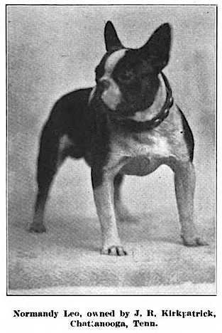 Normandy Leo 159172 | French Bulldog 