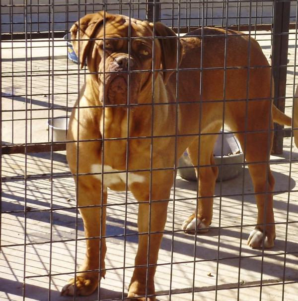 Terremoto Alissa | Dogue de Bordeaux 