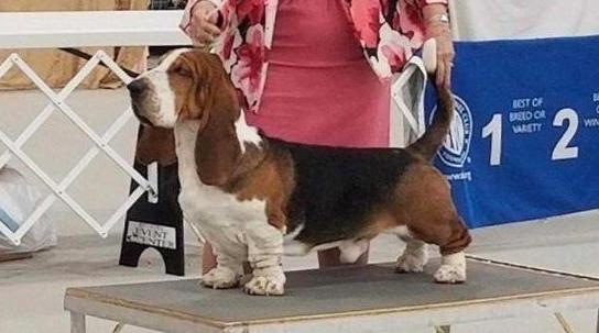 Baltik Show Maximus of the Ozark | Basset Hound 