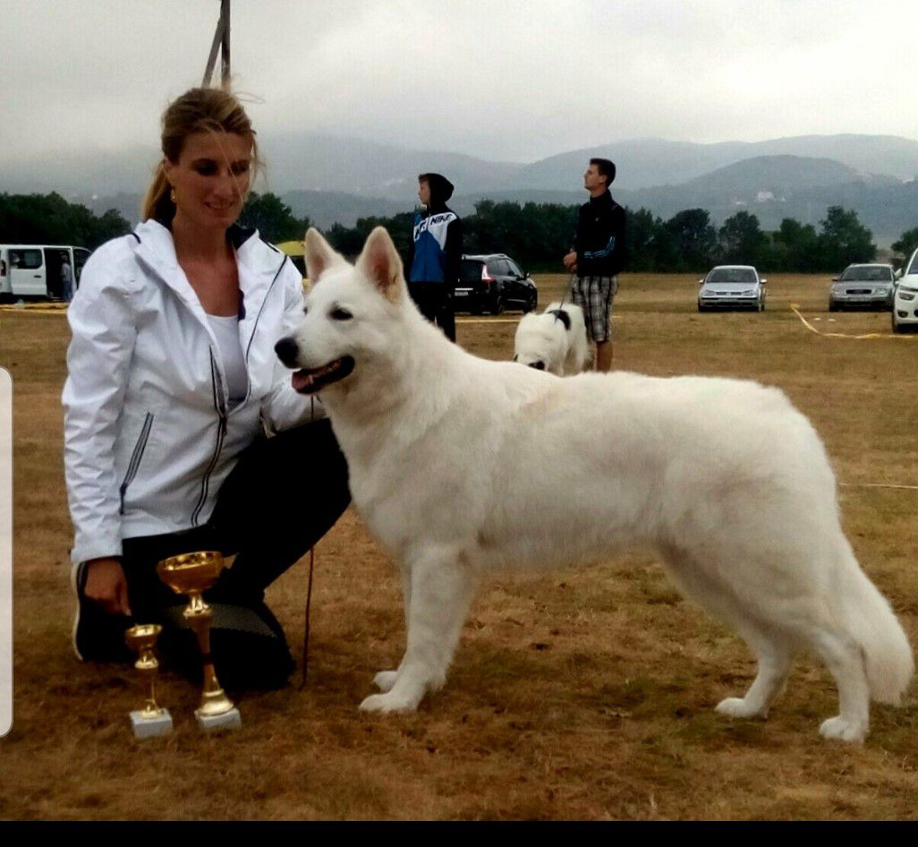 Sweet Molly od Bijelih Andela | White Swiss Shepherd Dog 