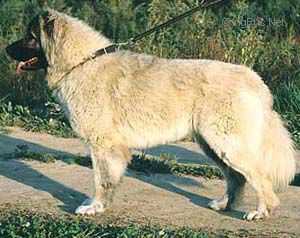 Russkiy Medved Laki | Caucasian Mountain Dog 