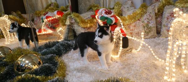 FANTASTIC PRESENT FROM UNIVERSE  - Miracle Snow Queen Story | Siberian Husky 