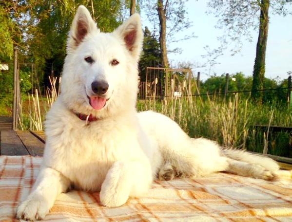 Dolce-Vita of Ice Wine | White Swiss Shepherd Dog 