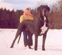Nilusparti Reka | Great Dane 