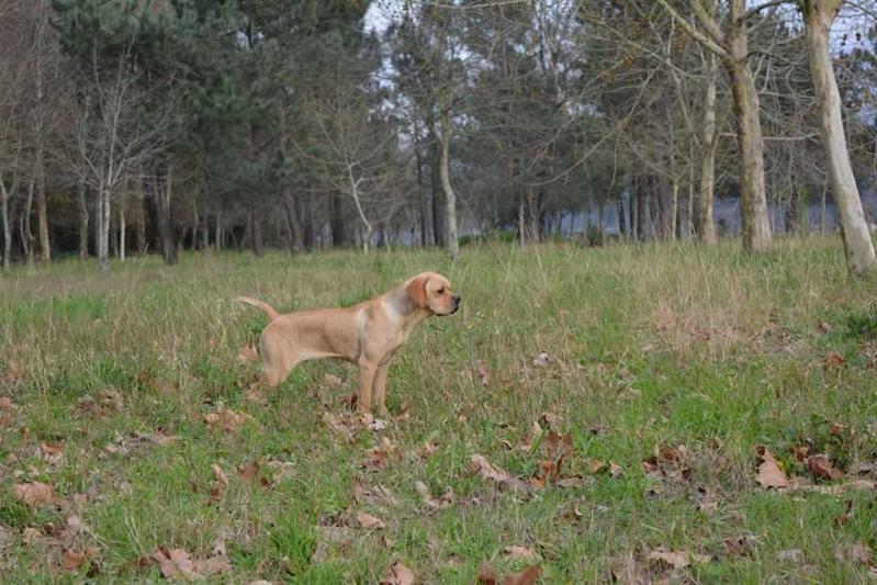 Lethes da Porta do Olival | Portuguese Pointer 