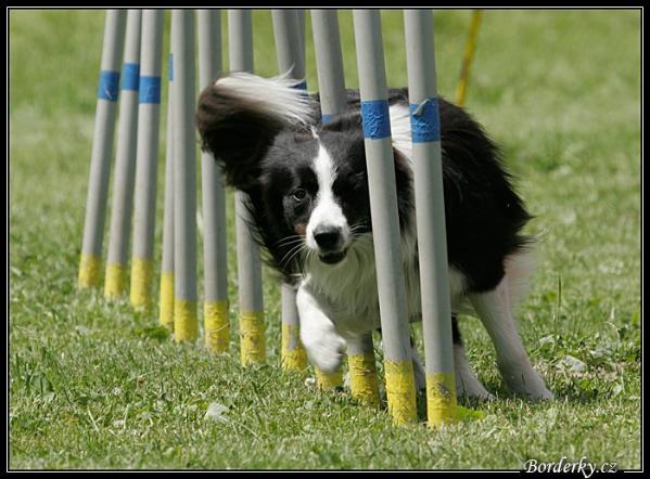 Artur Border Town | Border Collie 