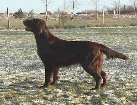 Almanza Chocolate Silhouette | Flat-Coated Retriever 