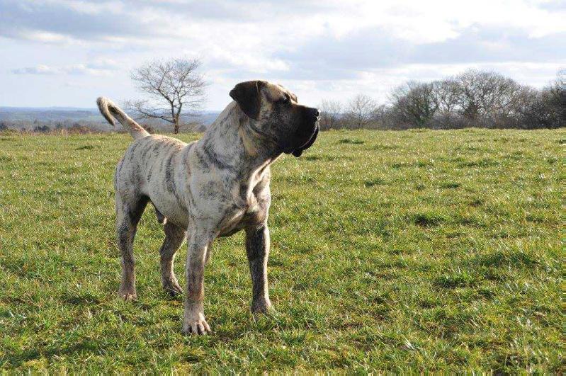 Izbor Tabal Dak | Perro de Presa Canario 