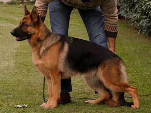 Kandi von Regina Pacis | German Shepherd Dog 