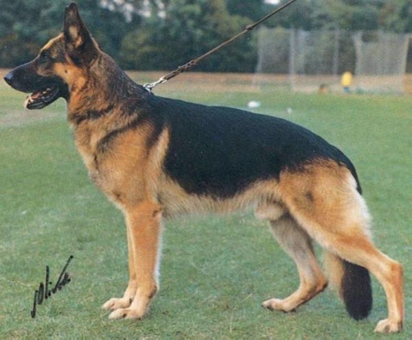 Dingo vom Haus Gero | German Shepherd Dog 