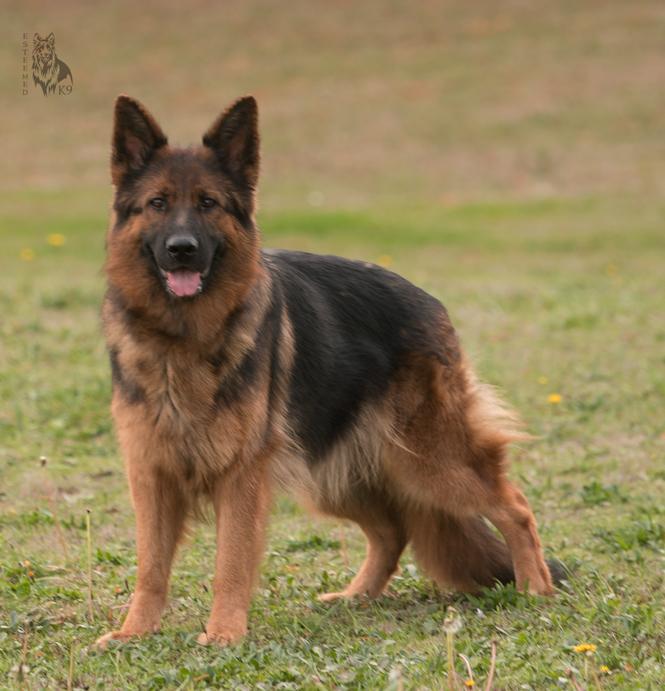 Gjaguar vom Herbramer-Wald | German Shepherd Dog 
