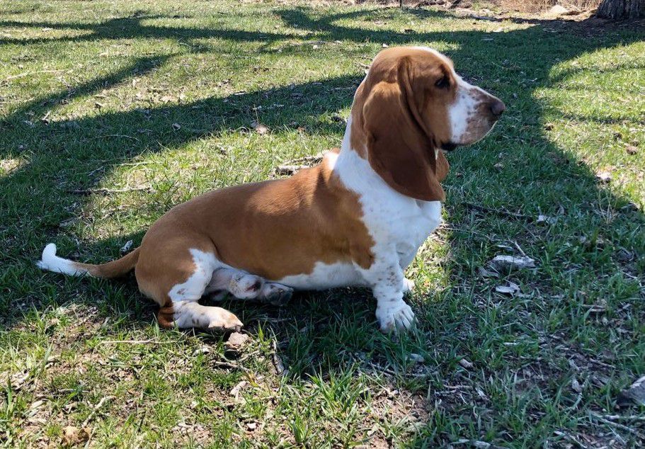 Boone Christensen | Basset Hound 