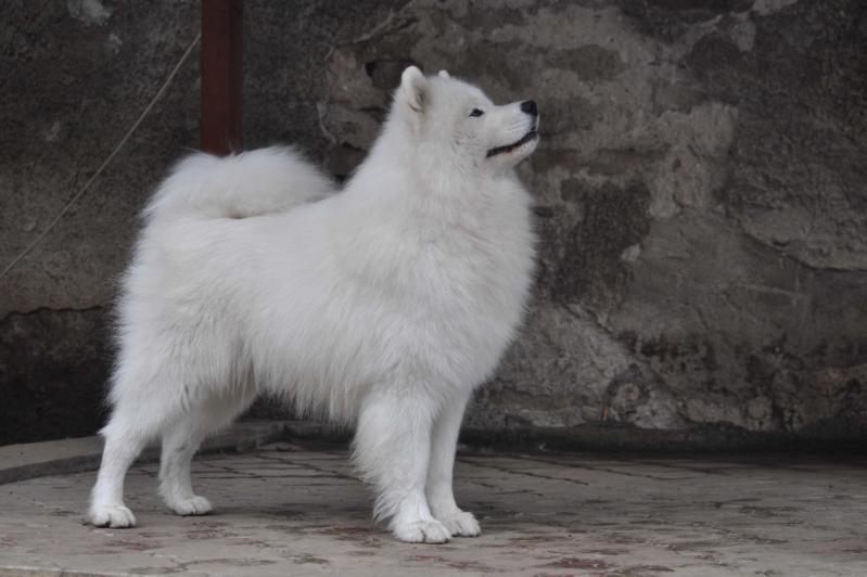 DAGAN ADORABLE SMILE | Samoyed 