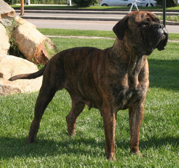 Francesca da Casa da Pedra Bela | Bullmastiff 