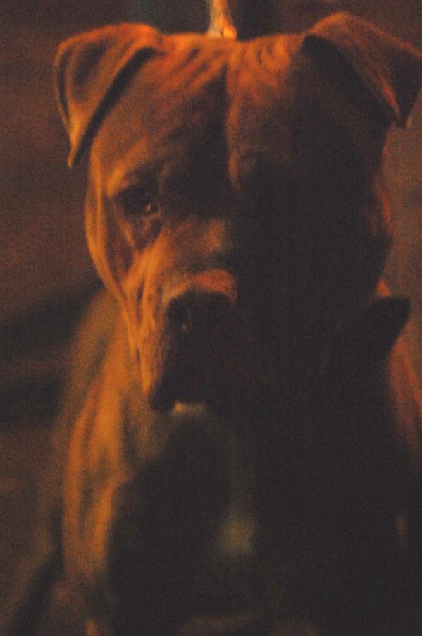 AccyBulls VC's Rocksta aka Convict | American Staffordshire Terrier 
