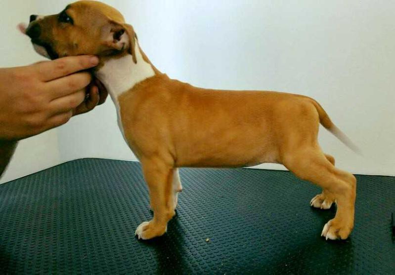 Proud Indian In Loving Memories | American Staffordshire Terrier 