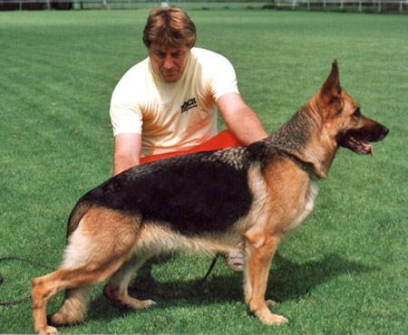 Ornella de El Principado | German Shepherd Dog 