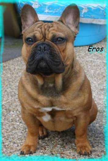 Eros des Boules de Florialy | French Bulldog 