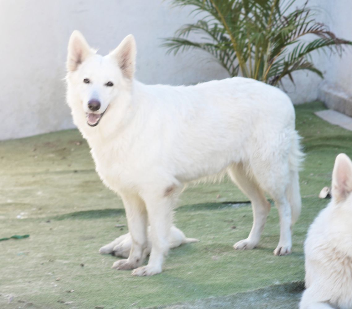 Piu Bianco Loba | White Swiss Shepherd Dog 