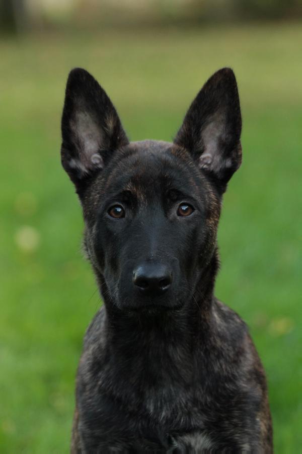 Amy´s Lenny von den Hohenheimer Herdern | Dutch Shepherd 