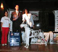 Von Ferden Mercedez | Great Dane 