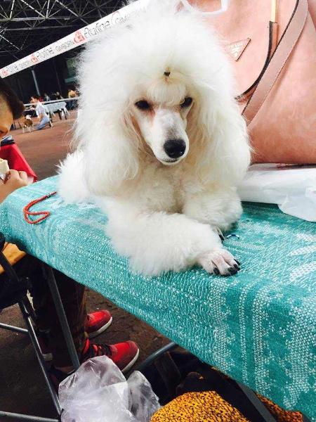 ALMA UNICA ONSET OF WIND | Poodle 